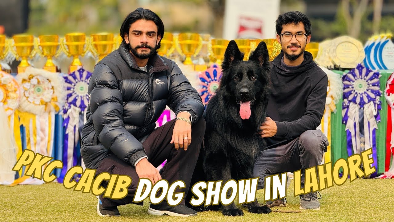 PKC CACIB dog show in Lahore | Biggest Dog show in Lahore | German shepherd Pakistan | Pet Show 