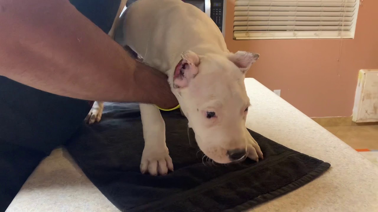 Dogo Argentino Puppies for Sale