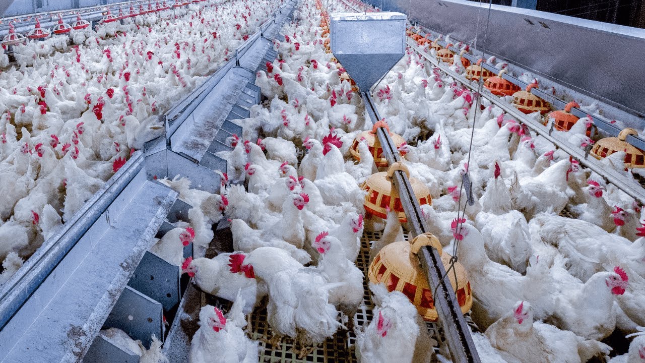 🐔 Poultry Feed Management | Subscribe  | Support | Agri Farming
