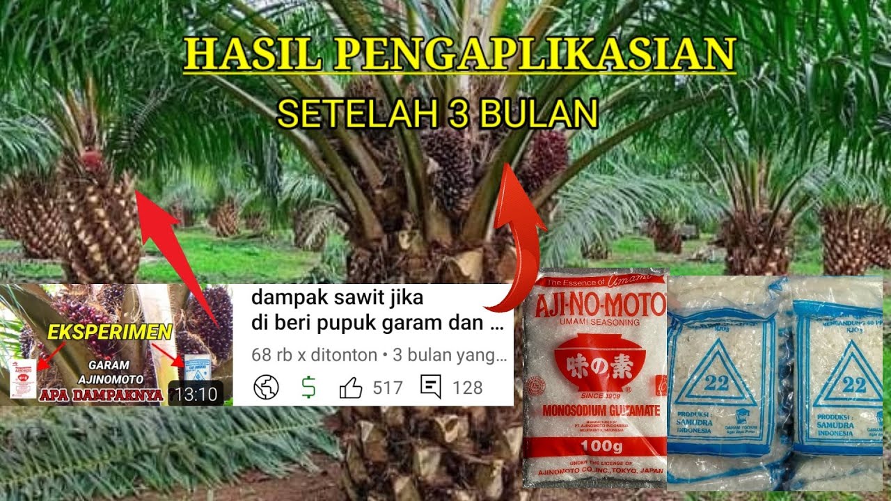 hasil pupuk garam dan Ajinomoto setelah 3 bulan saya tepati janji saya