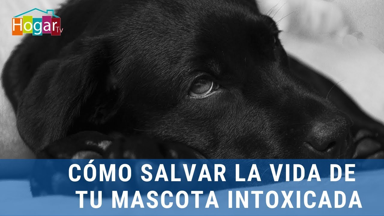 🐶 CÓMO SALVAR LA VIDA DE TU MASCOTA INTOXICADA 🐶 - HogarTv por Juan Gonzalo Angel