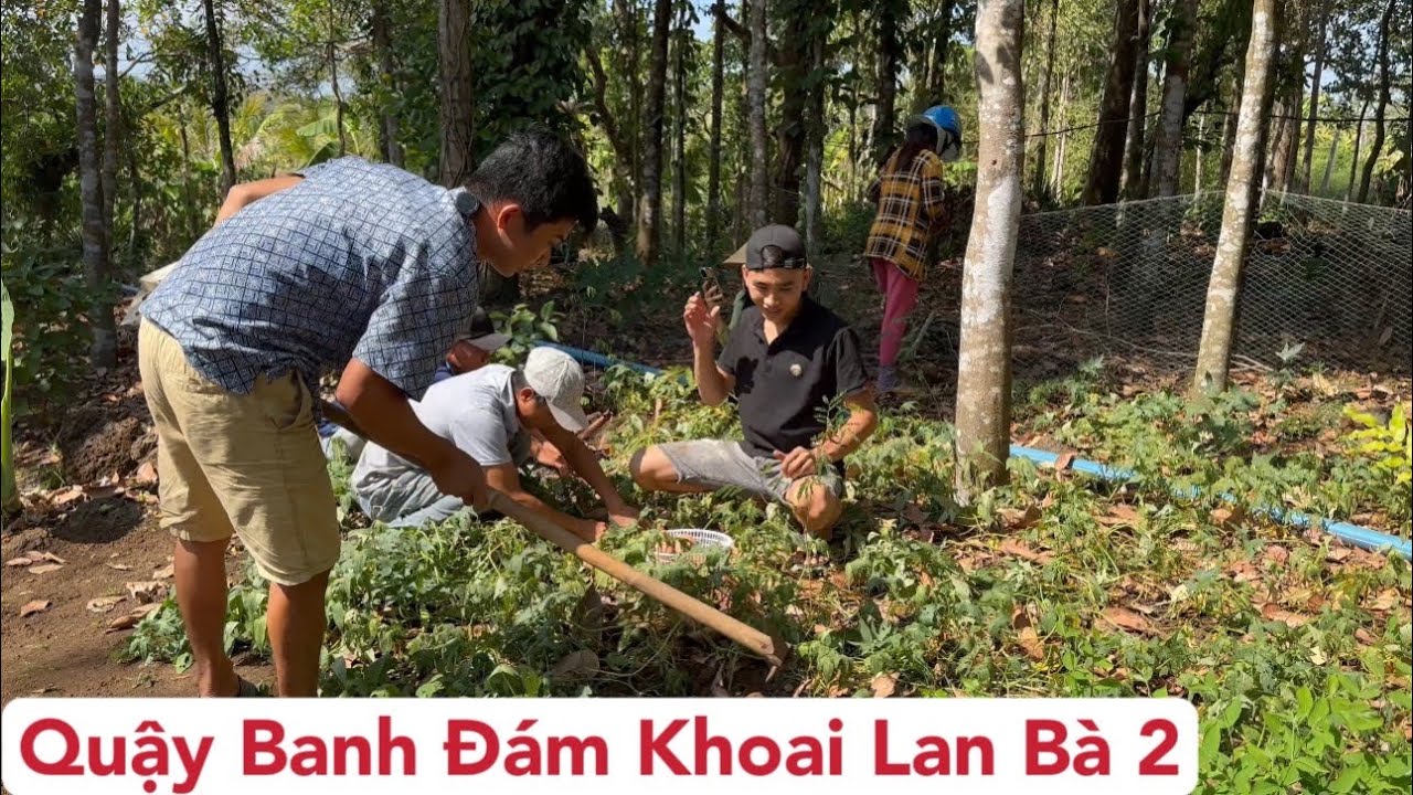 Kéo cả bầy xuống quậy banh trành vườn khoai lang Bà 2 - Thật là hết nói nổi tụi này rồi