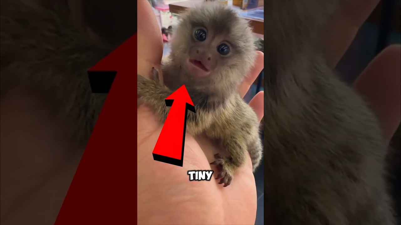 Top 5 Exotic Pets You Can Own ! #shorts #cuteanimals