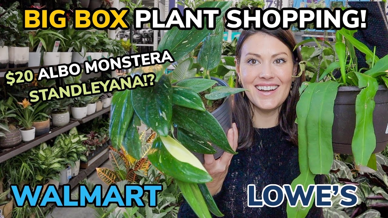 Альбо Монстера Стэндлиана за 20 долларов в Walmart?! Большой выбор растений и доставка растений —...