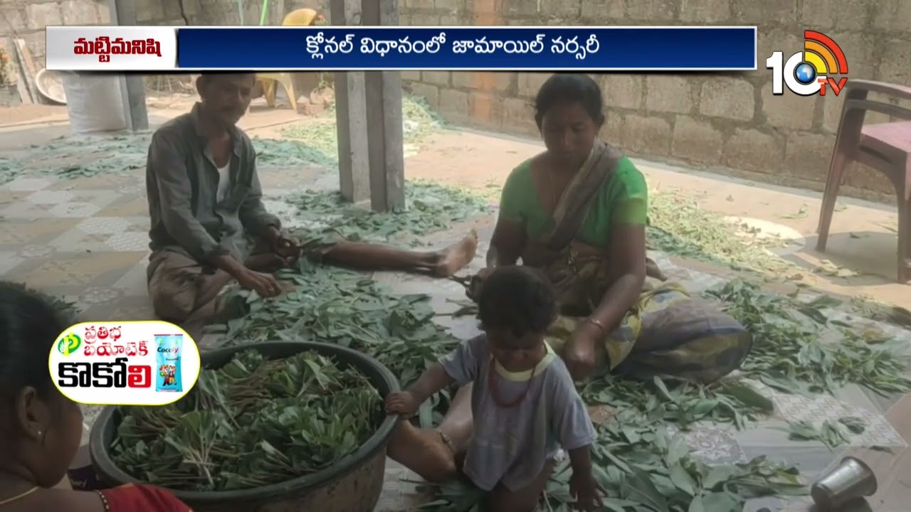 Employment with Clonal Jamoil Nursery | క్లోనల్ జామాయిల్ నర్సరీతో ఉపాధి | Matti Manishi | 10TV Agri