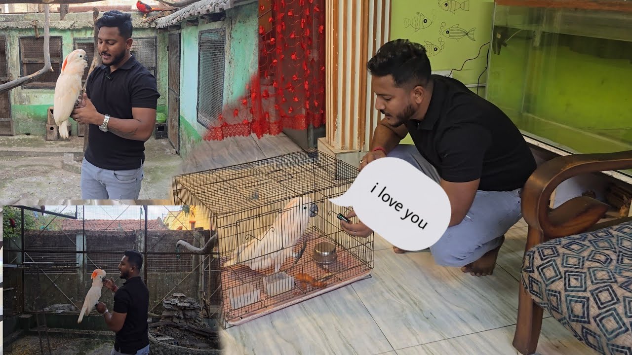 Moulaccan cockatoo say's I LOVE YOU