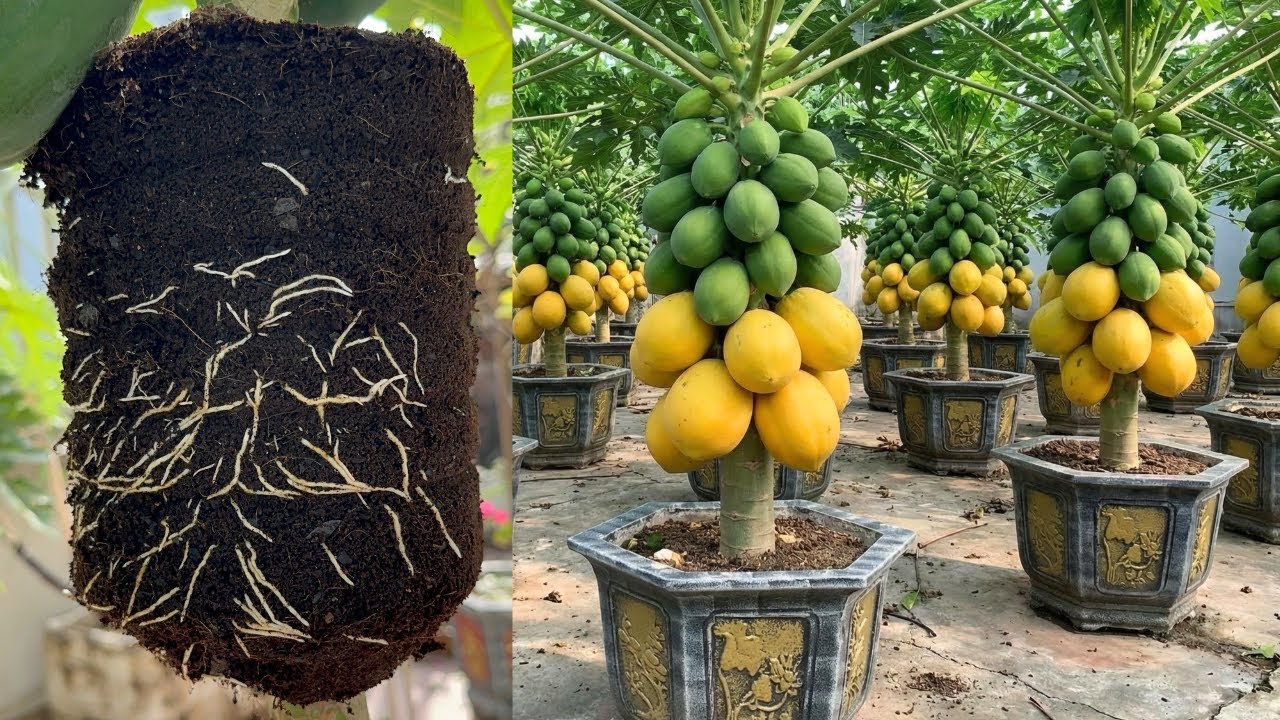 How to Grow Super Dwarf Papaya in Pots for Beginners | How to Make a Super Dwarf Papaya Tree