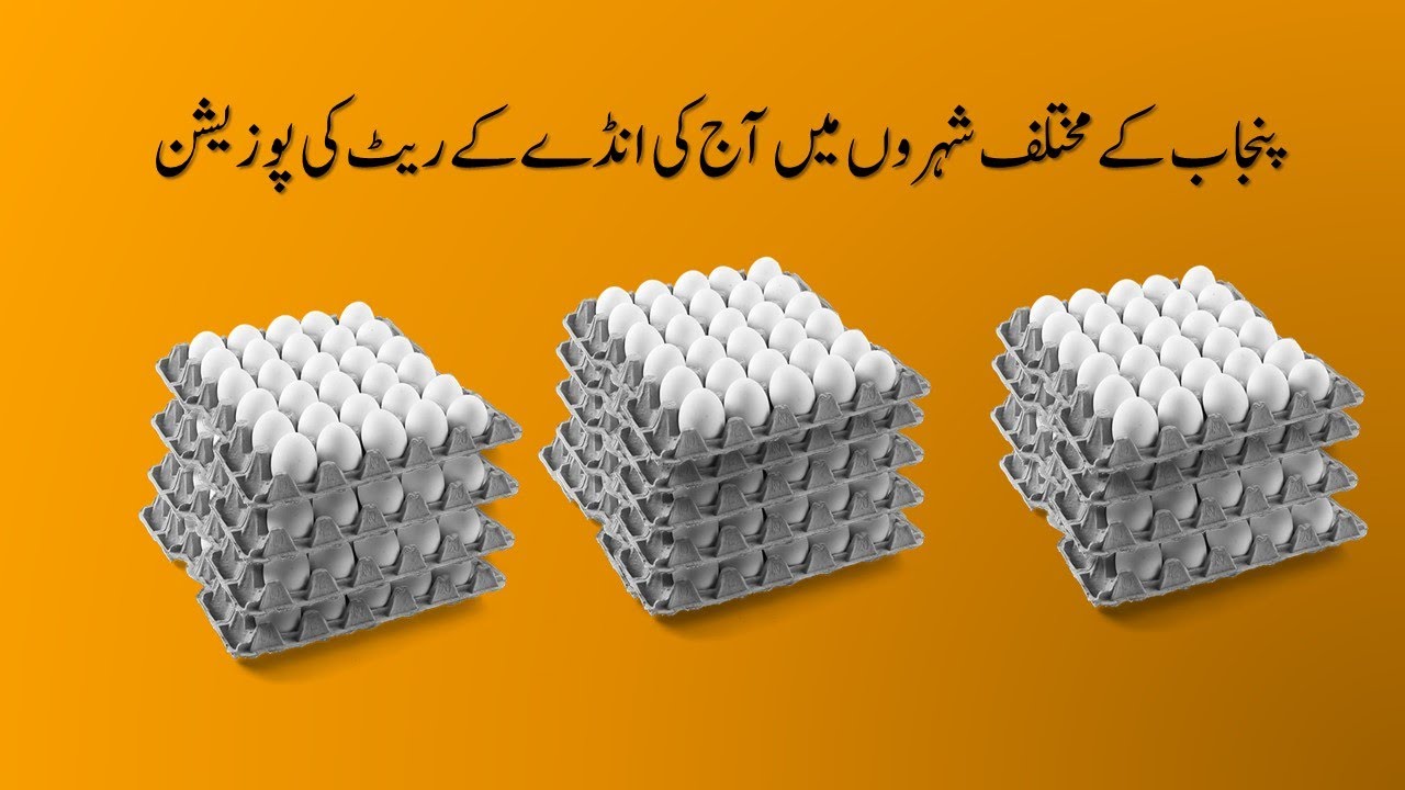 Today egg rate in punjab daily eggs rates