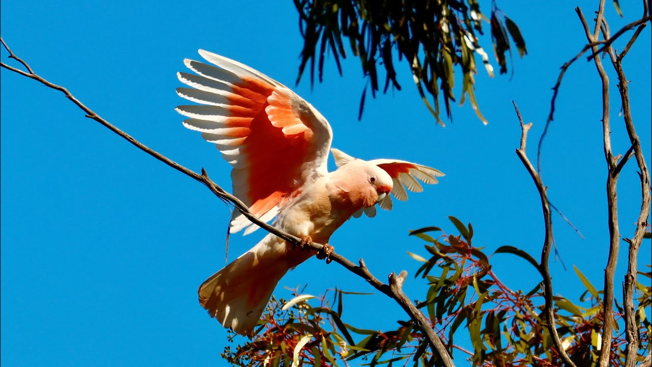 Spring Tour 2025 Pink Cockatoos in the Karara Rangelands WA