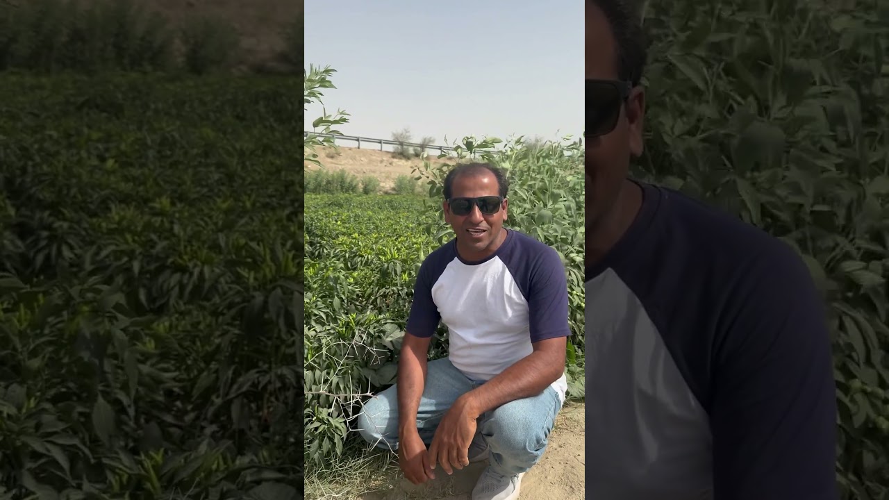 Chili Farm Adventure Near the River – Pakistan Tour!