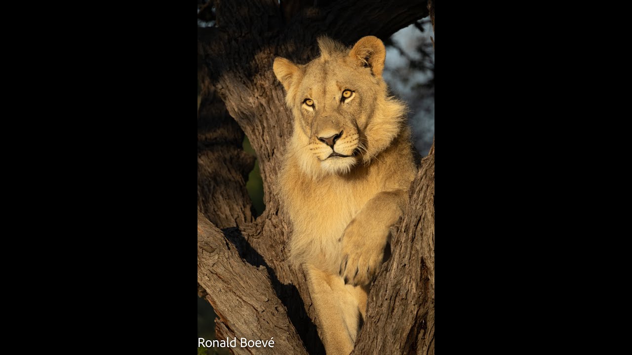 Mabuasehube Kgalagadi transfrontier park April 25