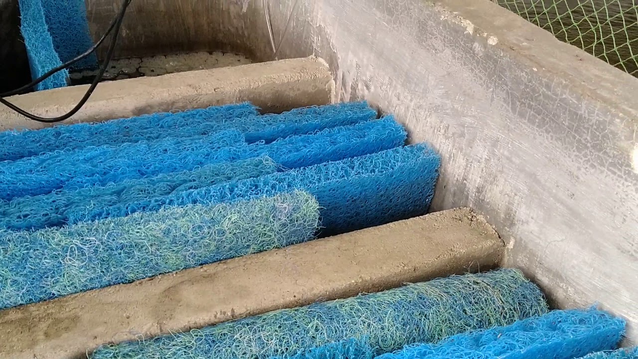 Cách làm hồ koi đúng tiêu chuẩn