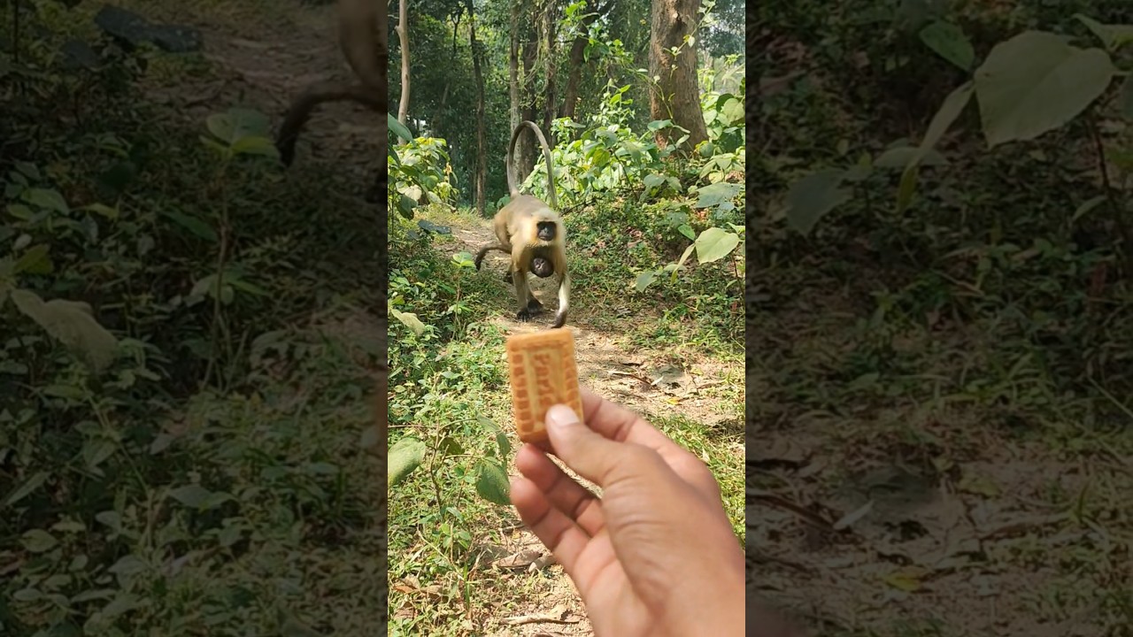 Wild Langur Comes Running for Biscuit 🐒🍪 | Monkey Video
