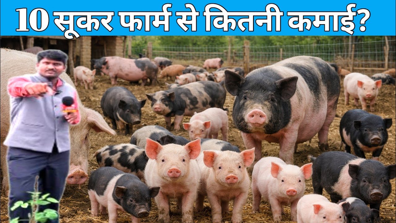 10 Pig Farm Cost & Profit | कम लागत में बड़ा मुनाफा | सूकर बिजनेस Complete Guide 2026 #100nufarming
