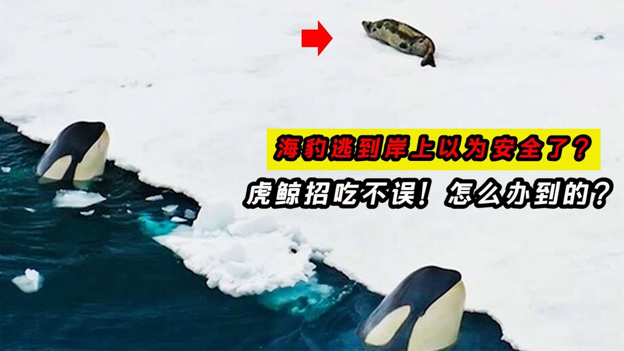海豹以為逃上岸就安全了，沒想到虎鯨照吃不誤，虎鯨怎么辦到的？