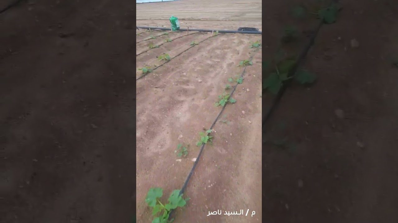 زياده إنتاج الكوسه في الشتاء