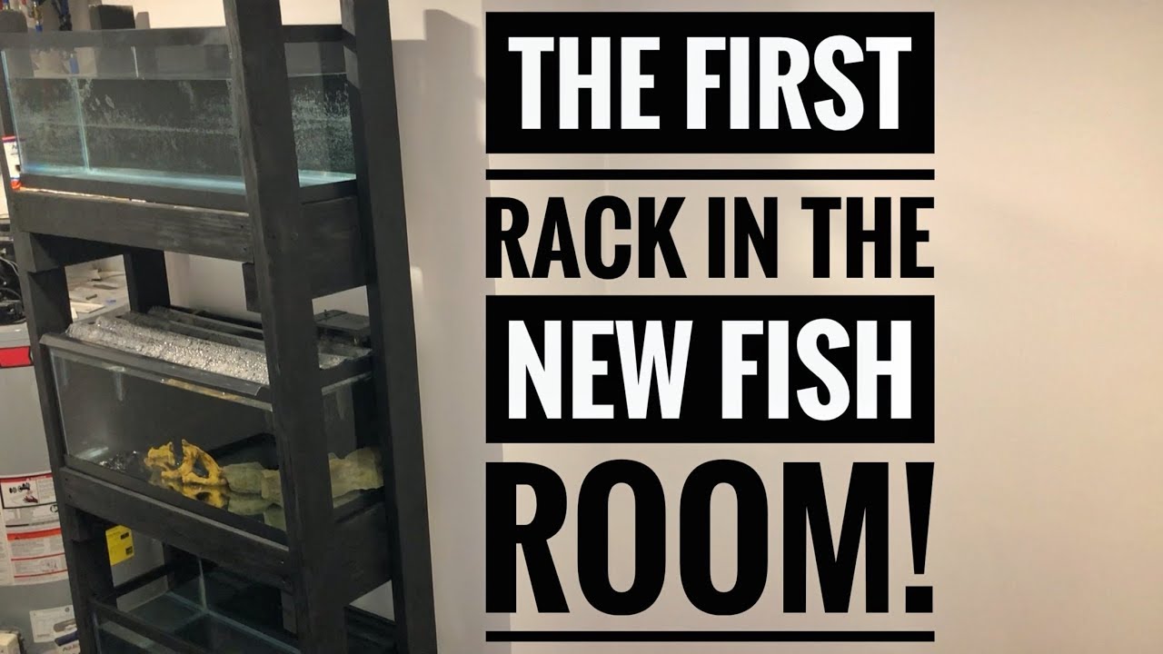 AFRICAN CICHLID FISH ROOM! | Adding My First Aquarium Fish