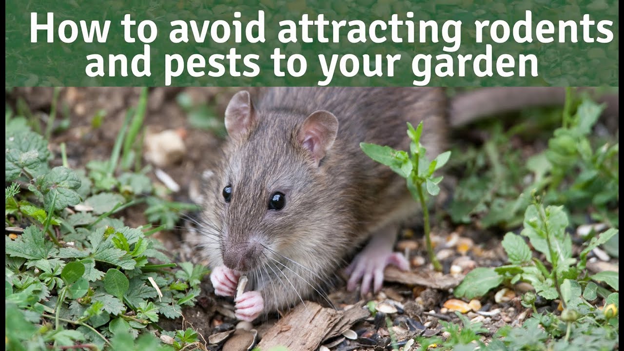 Bird Bites - How to avoid attracting rodents and pests when feeding the wild birds.
