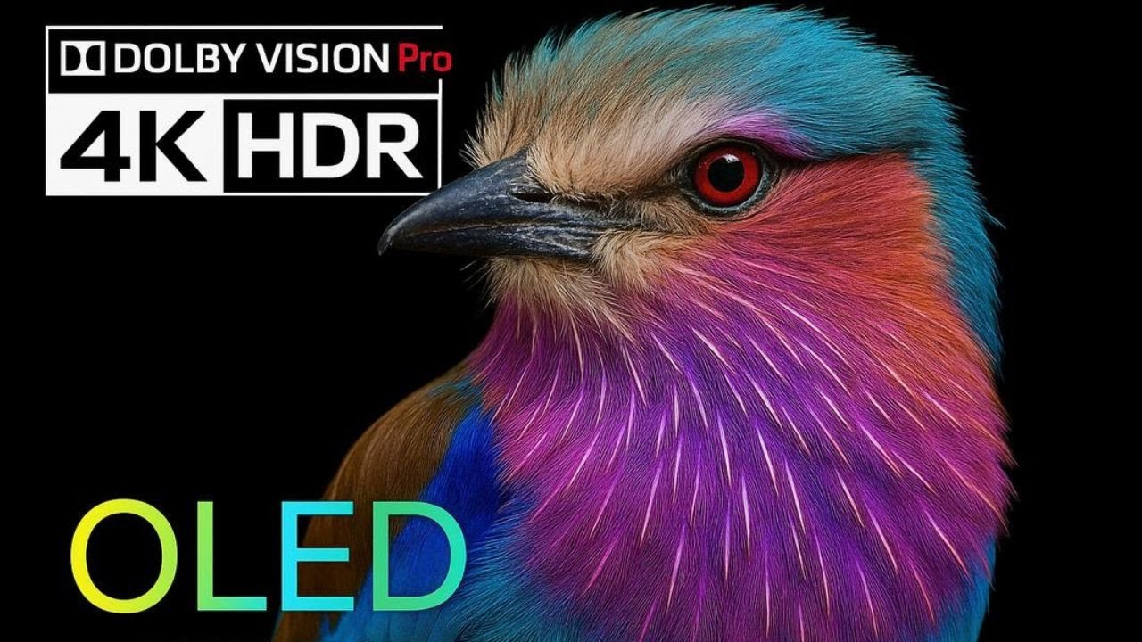 Vivid OLED Colors in 4K HDR | 60FPS Ultra HD Video | Dolby Vision