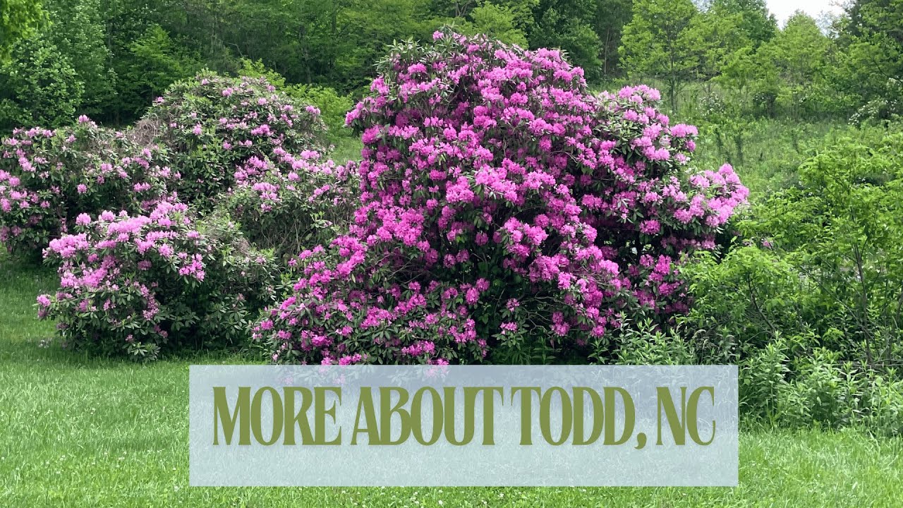 More about Todd, NC with local expert, Cacey Townsend