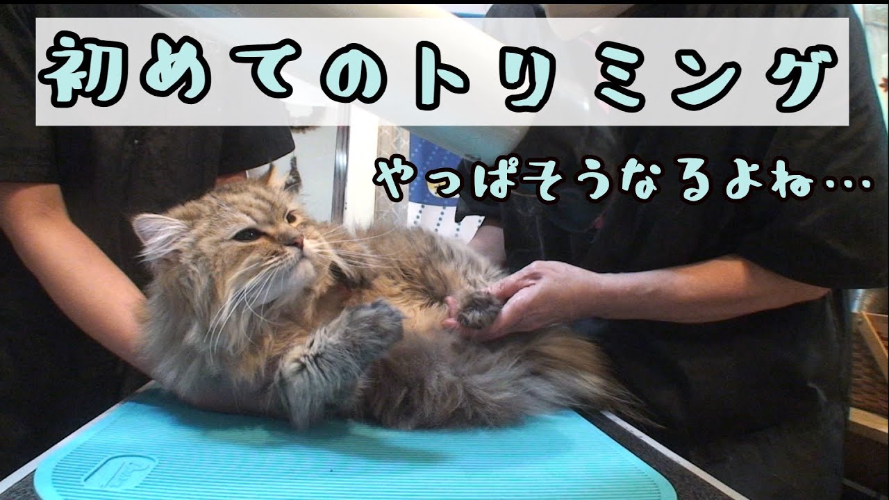 俺のケモノ臭が消えた件について