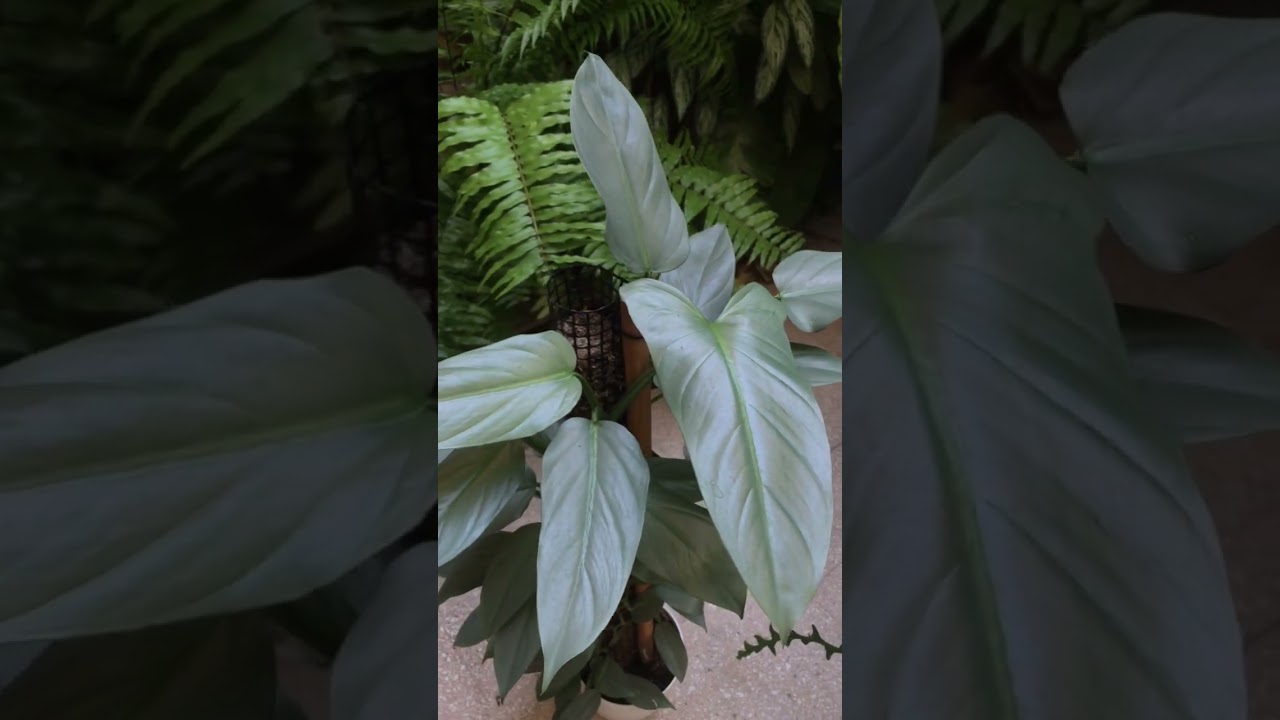 Philodendron Silver con tutor de musgo. #plants #philodendron #monstera #parati #argentina