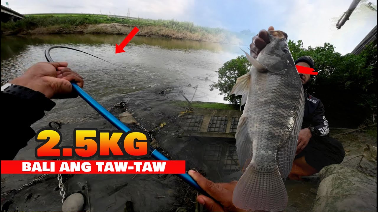 BALI ang TAW-TAW sa LAKAS HUMILA  MAMAW NA TILAPIA