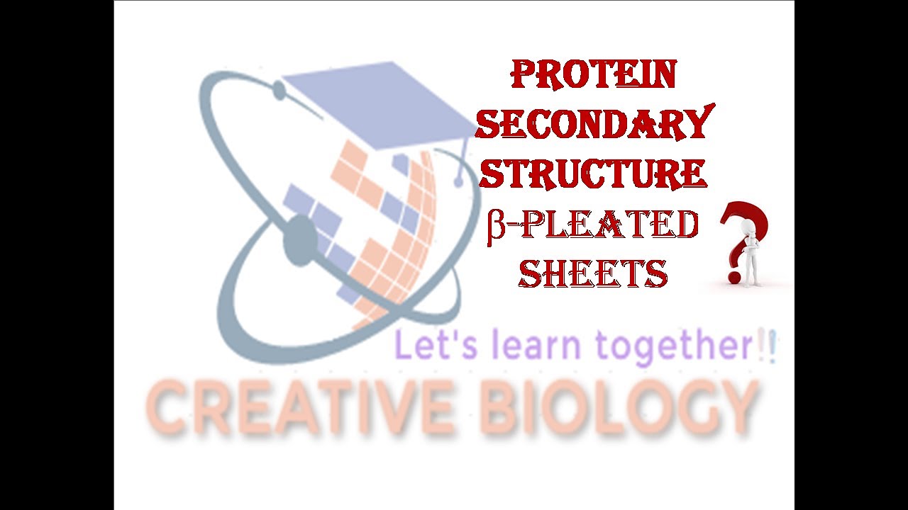 Protein Structure (Part 3)|Secondary structure|Beta sheet#Protein#Betasheet#CSIRUGCNET#Lifesciences