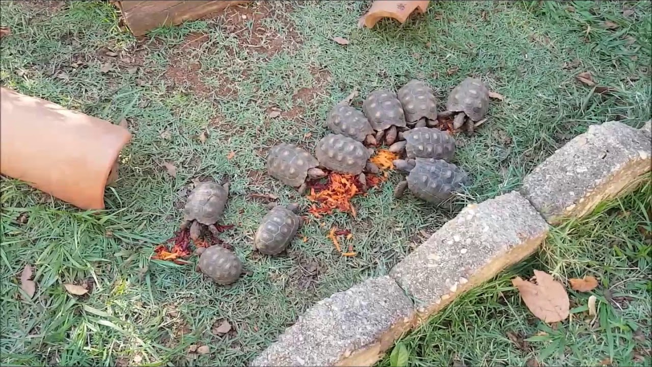BERÇÁRIO DOS JABUTIS FILHOTES | VIVEIRO DOS BEBÊS JABUTIS