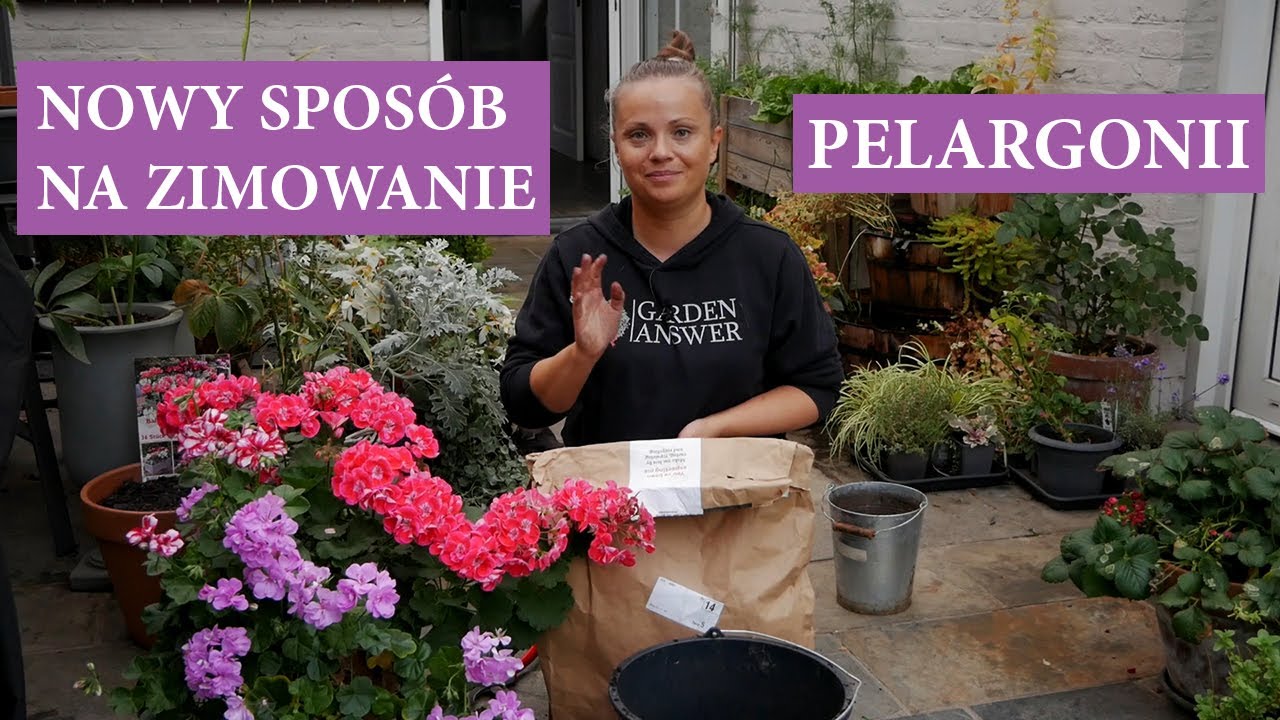 Zimujemy pelargonie w PAPIEROWEJ TORBIE / Jak przechować pelargonie przez zimę / MrsGarden