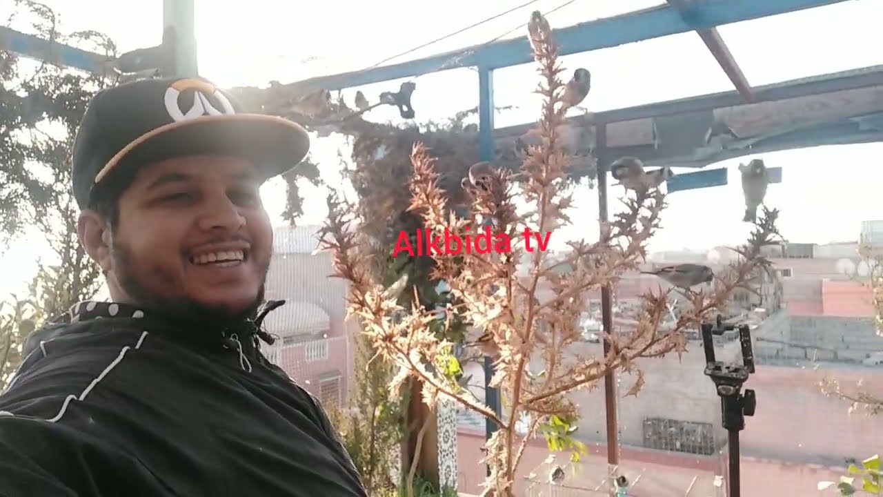 سبب تجهيز الطيور هي الحبوب الطبيعية و الاستحمام.سرعة في صنع الاعشاش18/01/22 chardonneret Marrakech♥️