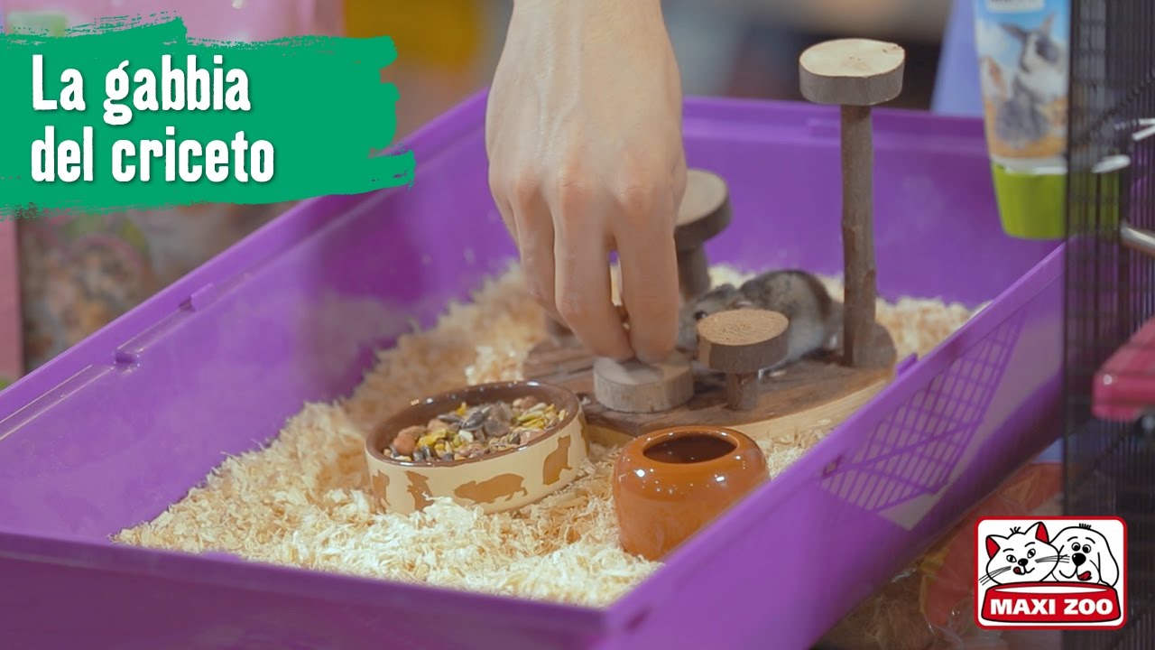 TUTORIAL: preparare la gabbia del criceto | Maxi Zoo