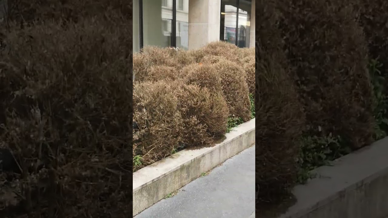 Ambassade de Corée 🇰🇷à Paris