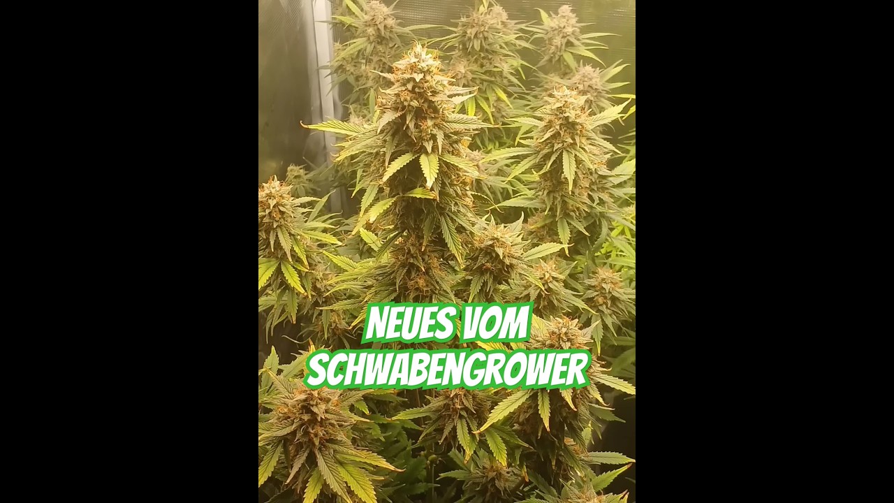 Fast Buds 420 Guava + Gorilla Cookies + Mars Hydro FC-1500