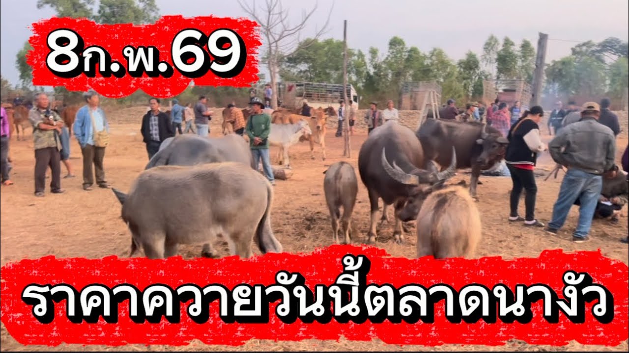 ลุงวิมลเลาะชมบรรยากาศชื้นขายควายตลาดนางัว อ.สว่าง จ.สกลนคร #ราคาควายวันนี้ 8/2/69