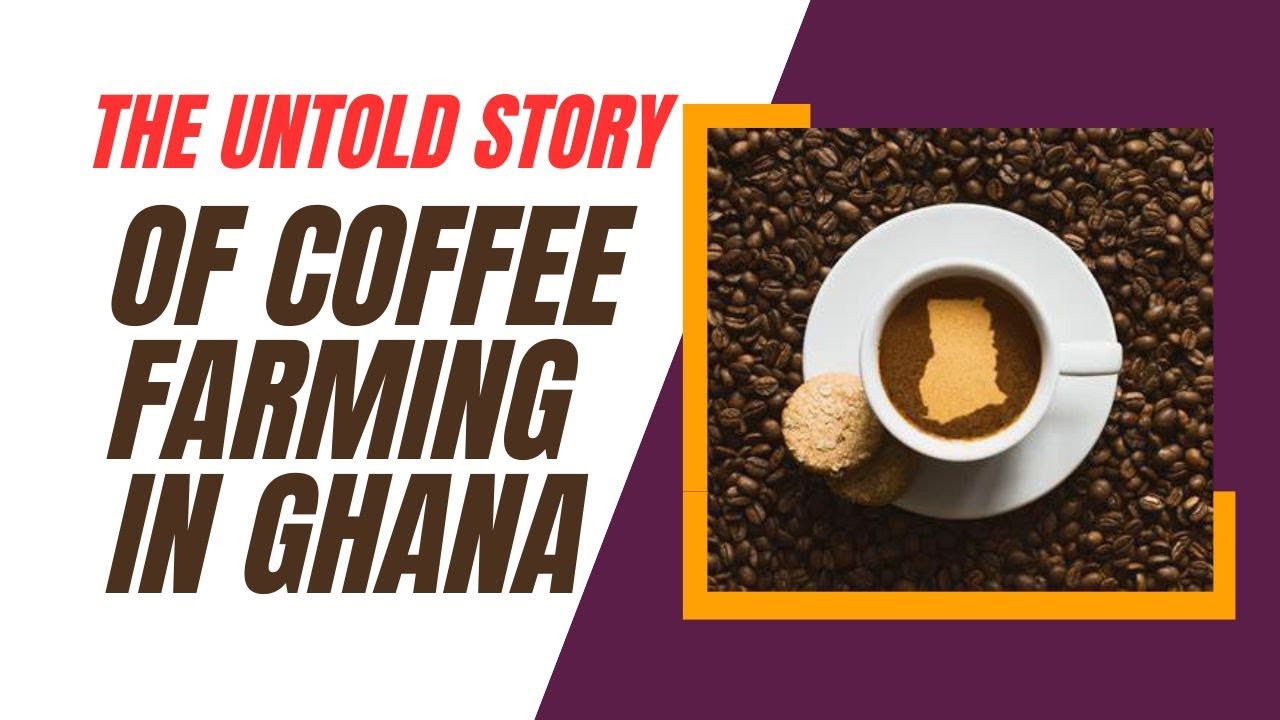 COFFEE Farming in Ghana The Hidden Truth in 2024