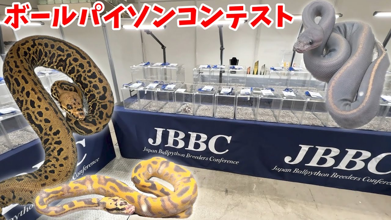 【初開催】1種類のヘビを極めたブリーダー達の【日本一を決める大会】が凄すぎた!!!!!!