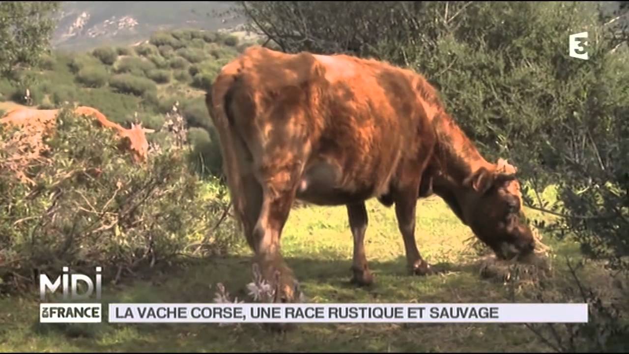 ANIMAUX : La vache Corse, une race rustique et sauvage