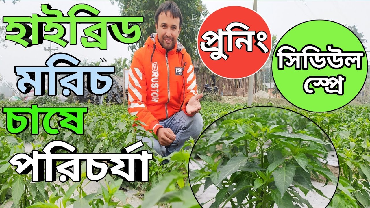 হাইব্রিড মরিচ চাষ!!!