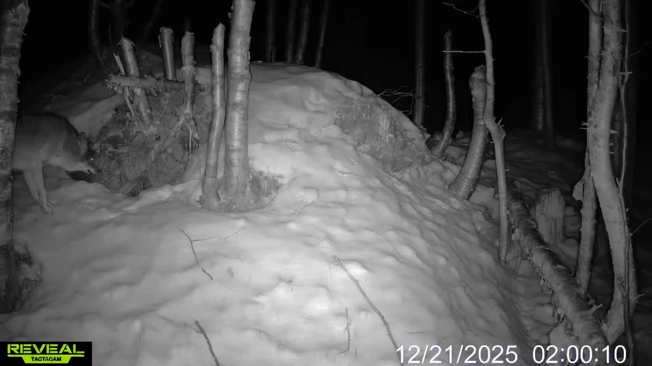Coyotes