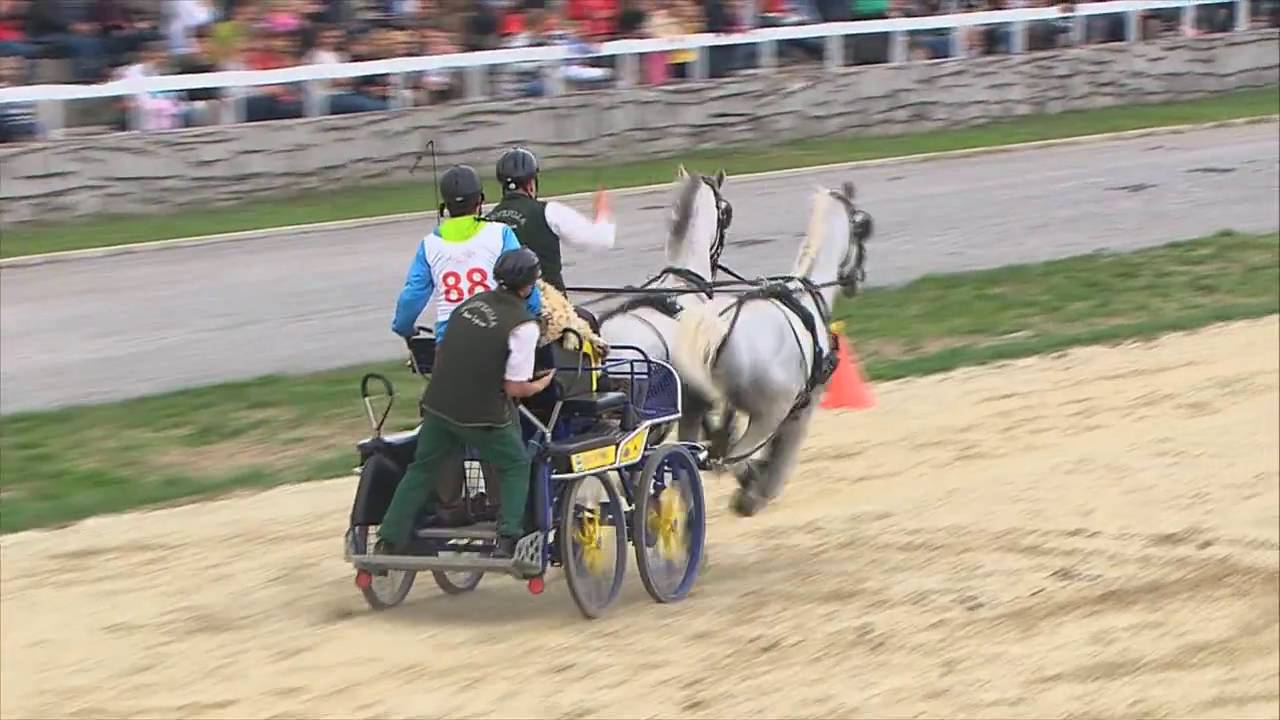 Lipica Dan Kobilarne 2012