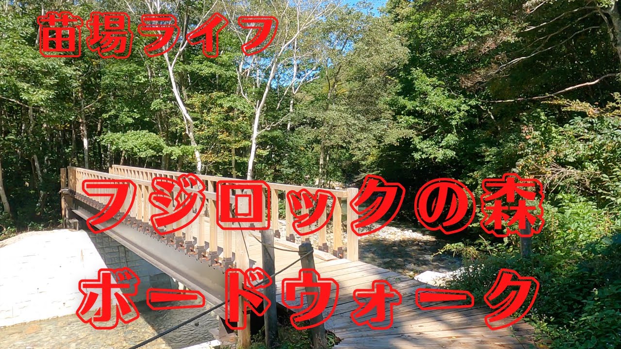 【苗場ライフ】フジロックの森／ボードウォーク　Fuji Rock Forest&Boardwalk