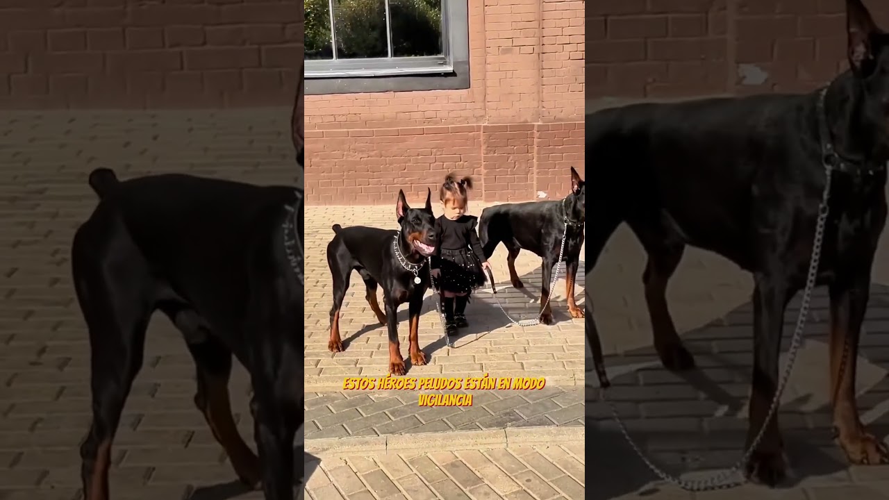 👧🐶 &iexcl;Dos Perros Guardianes Protegen a Esta Ni&ntilde;a como Verdaderos H&eacute;roes! 🛡️💥