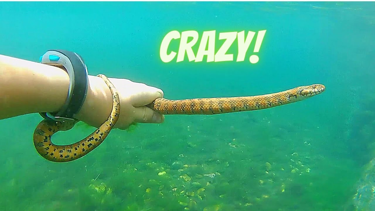 Viperine snake under water