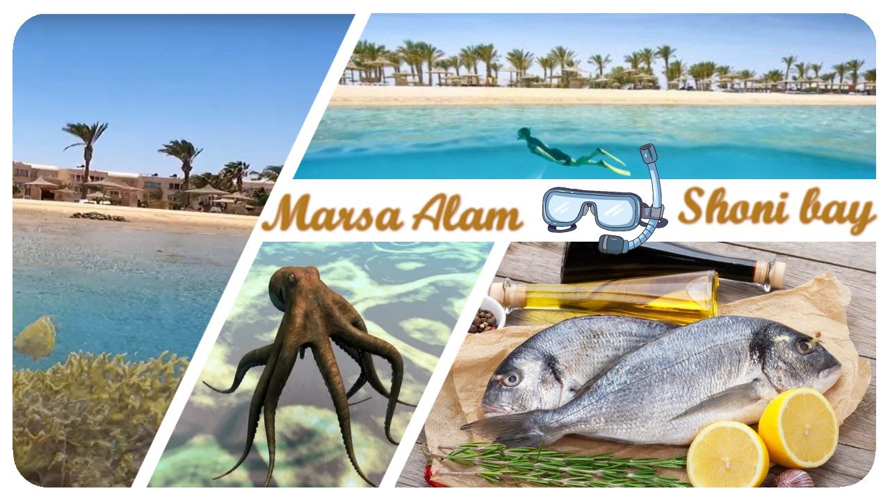 🤿  MARSA ALAM 👀 Shoni Bay