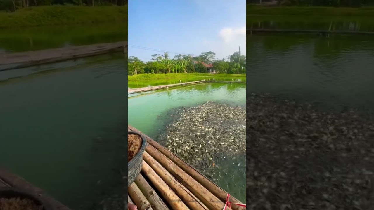 Anak muda sukses budidaya ikan mas super dalam satu kolam #budidayaikan #shortvideo