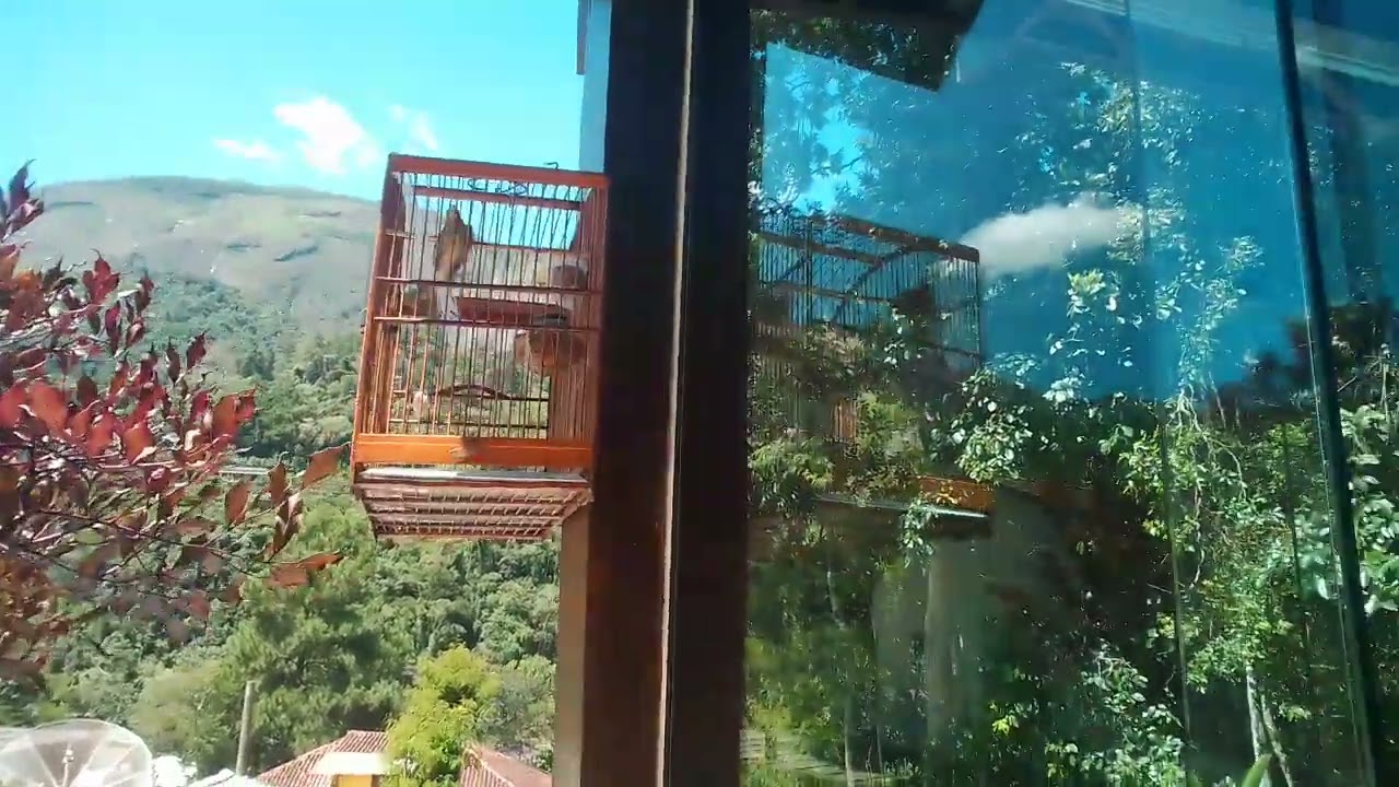 encarte de pixoxo x chanchao  sidra video 2 evolução!
