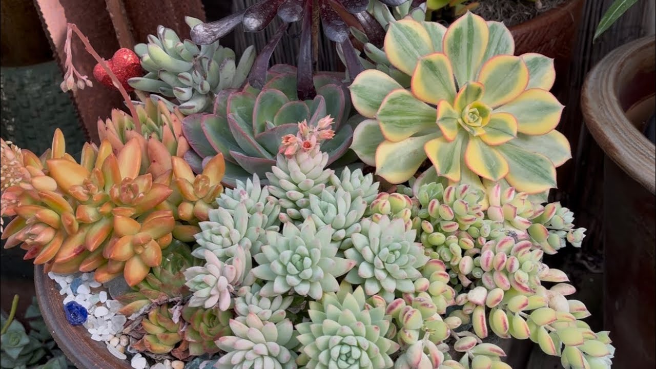 Visiting The Succulent Gardens | Leaf and Designs
