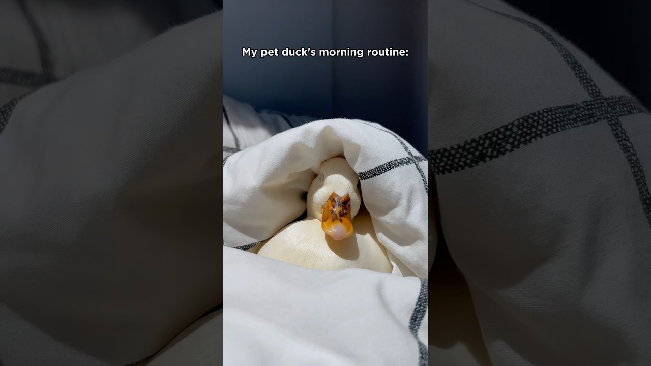 My pet duck&rsquo;s morning routine #shorts