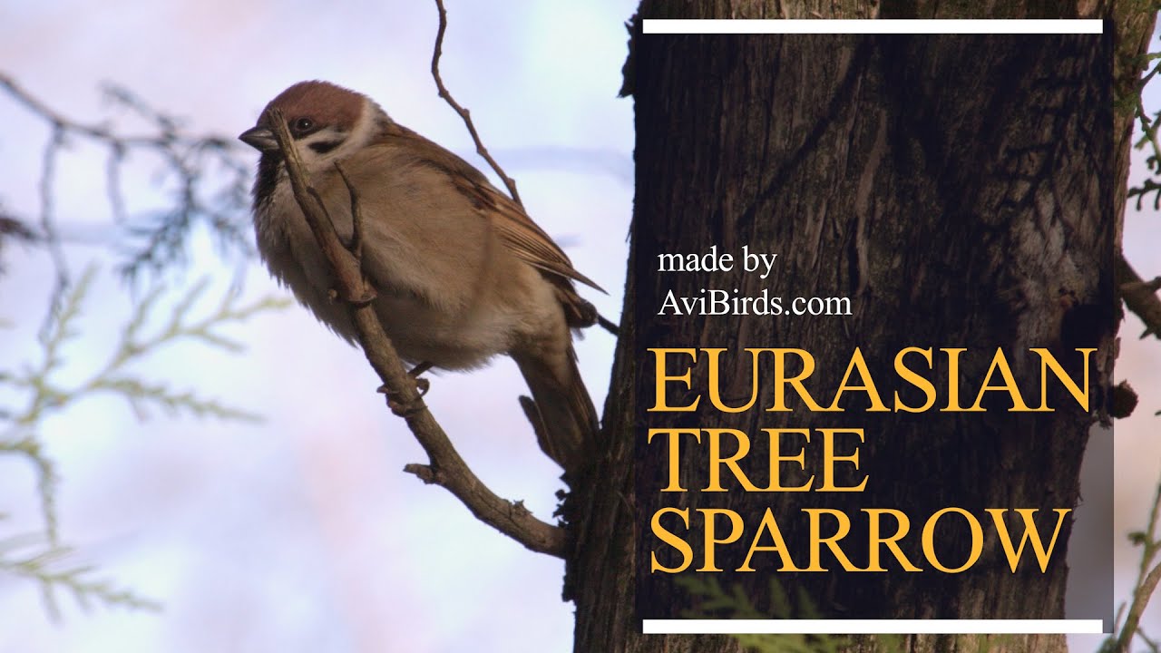 Eurasian Tree Sparrow [Passer Montanus]